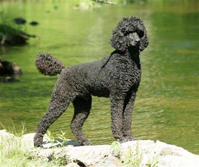 Stud Dogs in OK